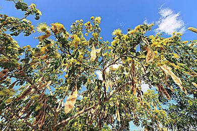 Switch在线追加免费新游 经典卡比宝石星等回归